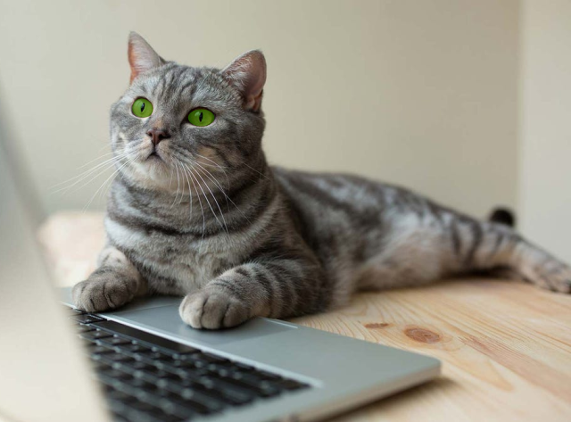 Green eyed kitty shopping for ECOLITTER