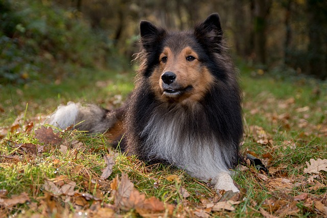 Collie laying down in leaves 